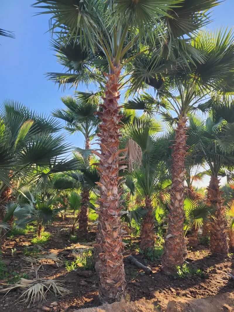 توريد وزراعة النخيل في كافه مناطق المملكة - صورة 1