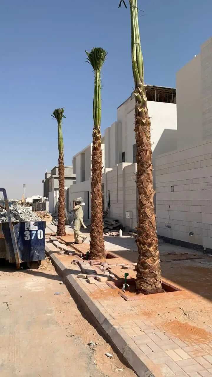 توريد وزراعة النخيل في كافه مناطق المملكة - صورة 2