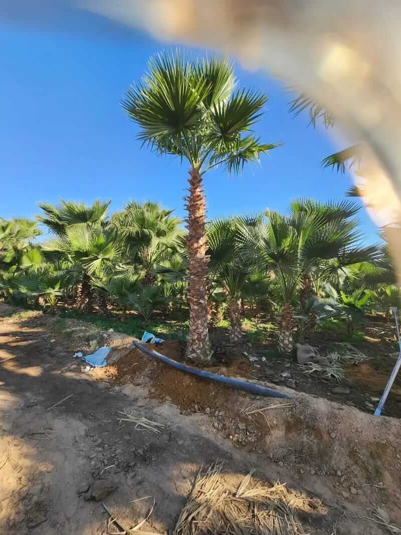 توريد وزراعة النخيل في كافه مناطق المملكة - صورة 4