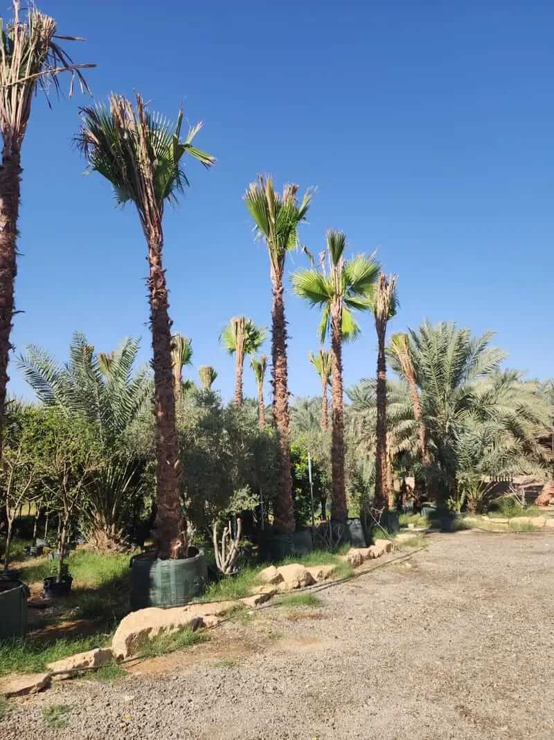 توريد وزراعة النخيل في كافه مناطق المملكة - صورة 5