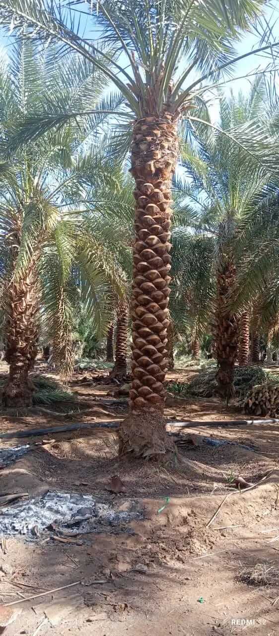 توريد وزراعة النخيل في كافه مناطق المملكة - صورة 6