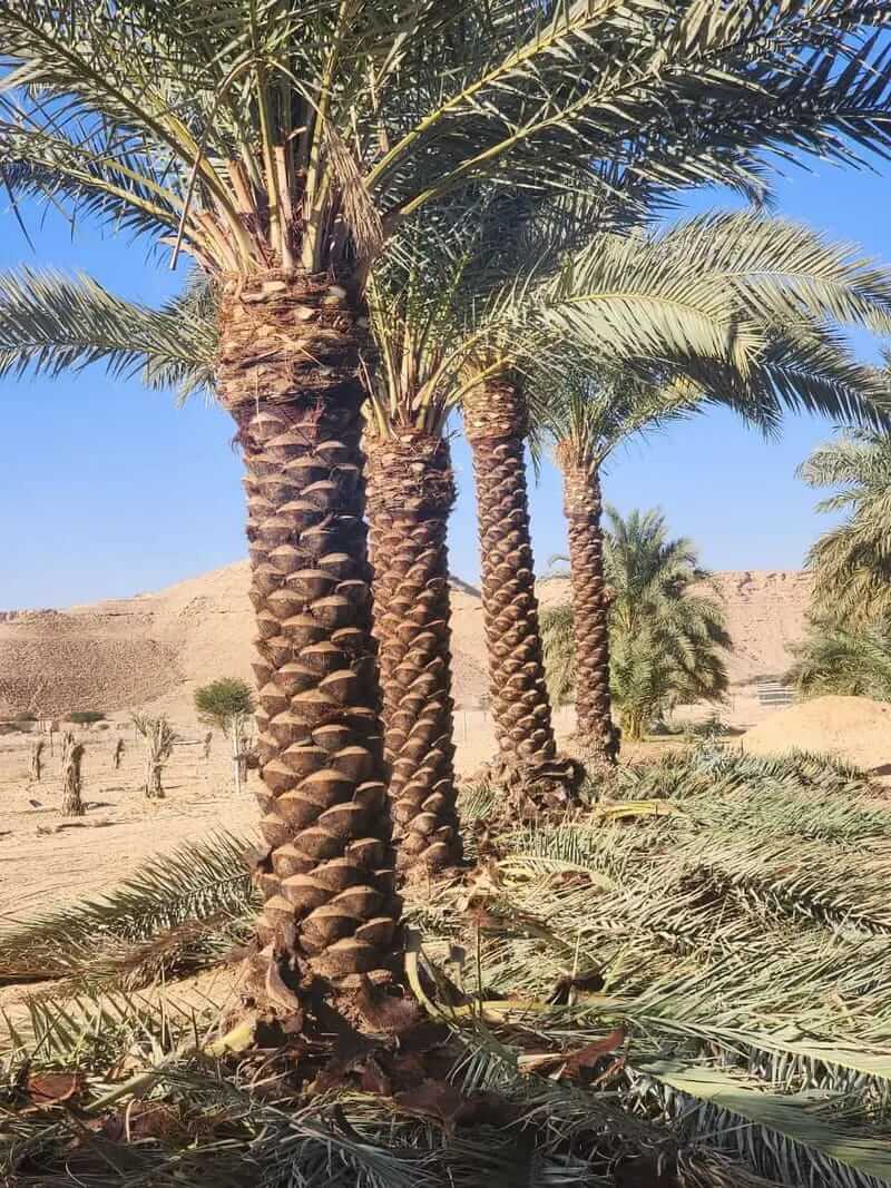 توريد وزراعة النخيل في كافه مناطق المملكة - صورة 7