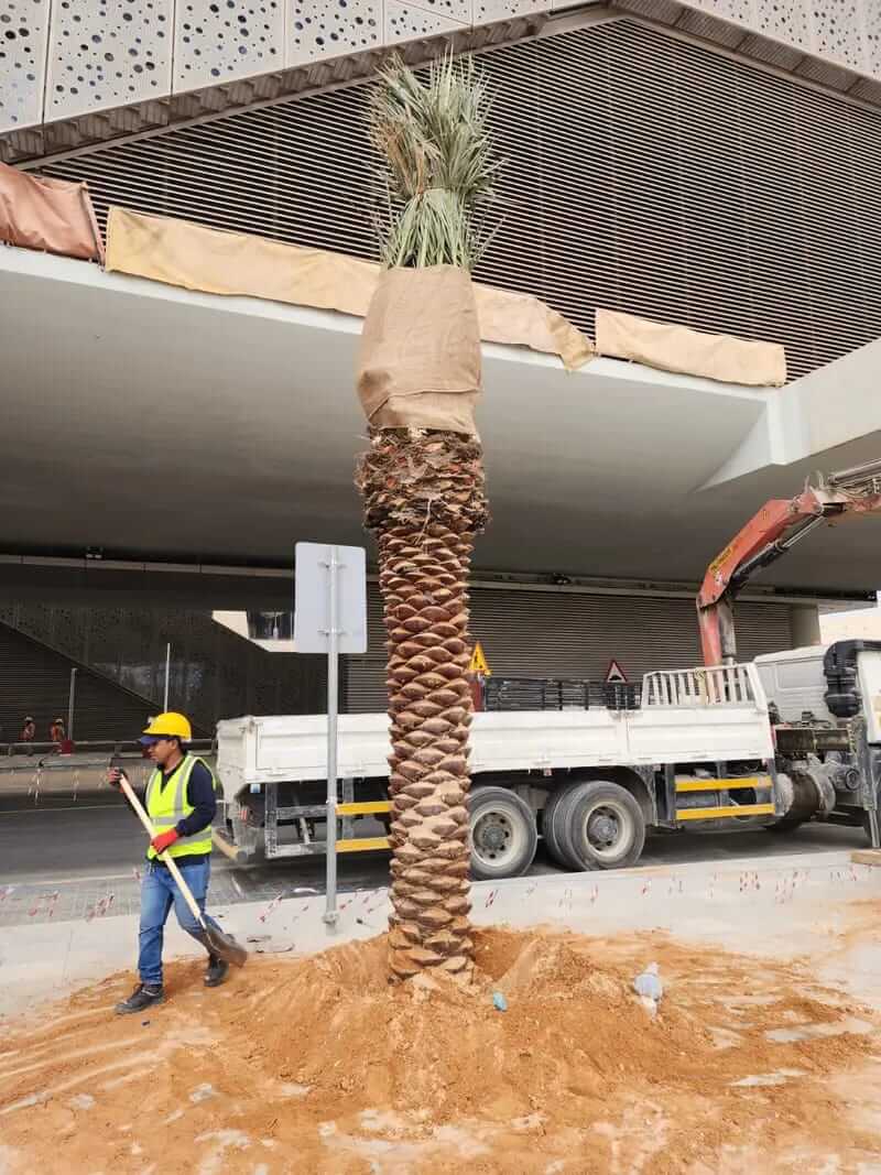 توريد وزراعة النخيل في كافه مناطق المملكة - صورة 8