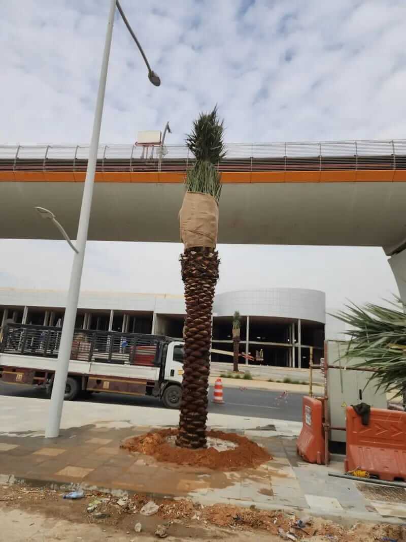 توريد وزراعة النخيل في كافه مناطق المملكة - صورة 9