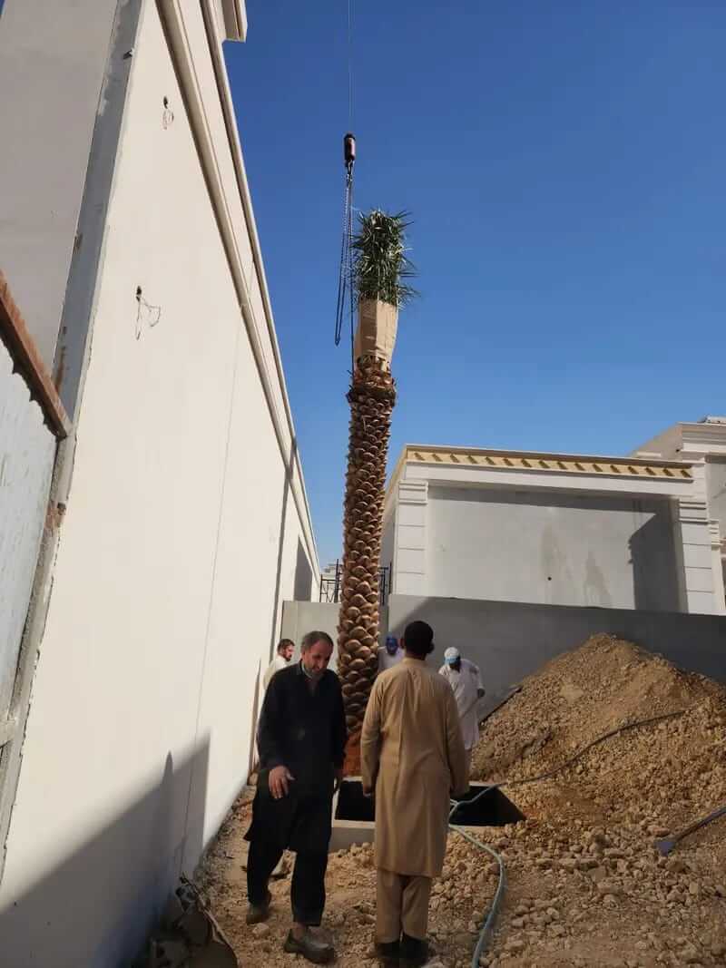 توريد وزراعة النخيل في كافه مناطق المملكة - صورة 10