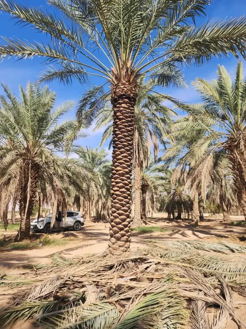 توريد وزراعة النخيل في كافه مناطق المملكة - صورة 11