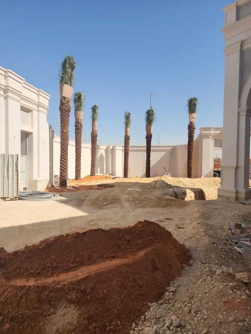 توريد وزراعة النخيل في كافه مناطق المملكة - صورة 12