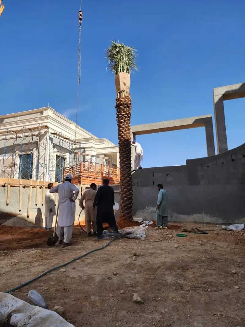 توريد وزراعة النخيل في كافه مناطق المملكة - صورة 13