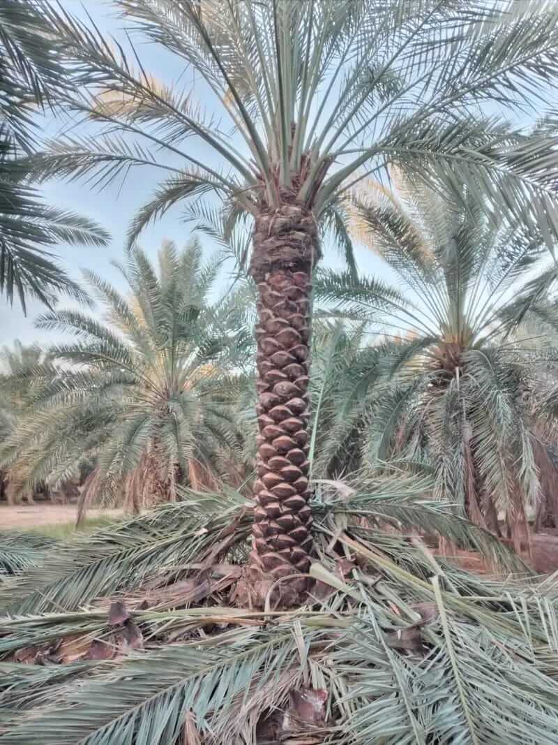 توريد وزراعة النخيل في كافه مناطق المملكة - صورة 14